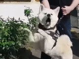 Akita Inu agressif, comment analyser la situation et apporter une solution