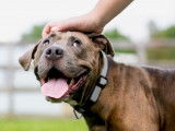 Gagner ou regagner la confiance de son chien