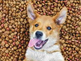 Un chien Corgi affamé sur un tas de croquettes