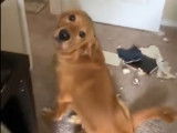 Un Golden Retriever ravage l'appartement... mais plaide coupable