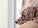 Un chien inquiet attendant le retour de son maître