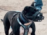 Une Staffordshire Bull Terrier prédatrice de chiens