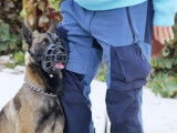 Restaurer la relation entre une maîtresse et une chienne Malinois très peureuse