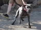 Rééducation d'un Cane Corso très agressif contre les humains