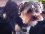Un Morkie qui aboie et grogne auprès de son maitre