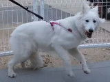 Rééducation d'un Berger Blanc Suisse présentant une phobie extrême des humains