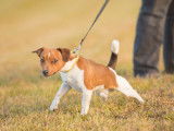 Un chien tire et mord sa laisse
