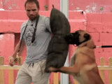 L'extrême agressivité contre les humains d'un Berger Belge Malinois