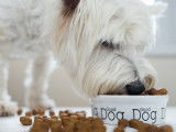 Un petit chien blanc mange des croquettes