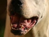 Un chien Pitbull rote