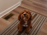 Un chien Cavapoo qui aboie dès qu'il entend la sonnette