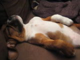 Un jeune chiot Bullpug dort en ronflant