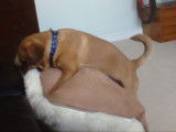 Un Pugalier prend pour cible un coussin pour jouer