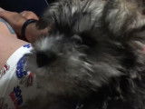 Ce chien aboie lorsqu'il entend des vidéos de chiens