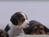 Des chiots Beaglier à l'heure de la sieste