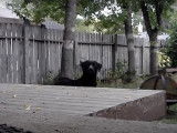 Ce chien Bullmasador aboie dans son jardin