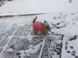 Ce Weshi découvre la neige pour la première fois