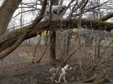 Ces deux chiens Catahoula Heeler jouent ensemble dans les arbres