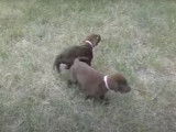 Deux chiots Labahoula sont au parc