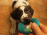 Un chiot Sprollie refuse de rendre son jouet