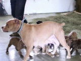 De nombreux chiots Bullboxer suivent leur mère