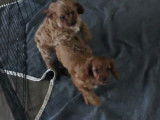 Deux chiens Cavapoo gesticulent dans tous les sens d'excitation