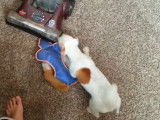 Un Jack-Tzu attaque un aspirateur