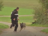 Réagir face à un chien agressif : astuces d'un comportementaliste canin