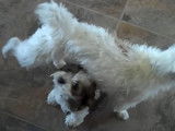 Un Jack-Tzu urine sur un chiot