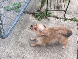 Ce chien Chorkie aboie énormément