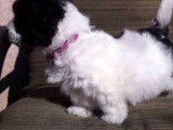 Ce chien Doxiepoo regarde attentivement ce qui l'entoure