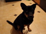 Un chien Rottsky imite les sons qu'il entend