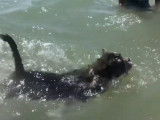 Un Chinese Boston-Tzu nage en mer
