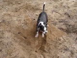 Un chien Chinese Boston-Tzu creuse