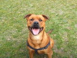 Un chien Staffweiler joue dans un parc