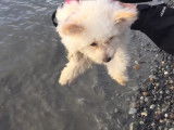 Un Pomapoo adorable découvre la mer