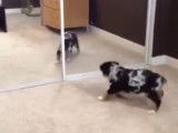 Un petit Texas Heeler se voit pour la première fois dans un miroir