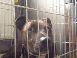 Un Staffpatterdor attend calmement dans sa cage