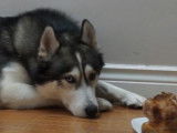 Un Alusky doit obéir pour ne pas manger un poulet