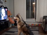 Cette maîtresse s'amuse à faire peur à son Alusky