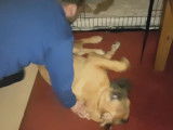 Un Saint Bermastiff s'allonge au sol et ne veut plus se lever
