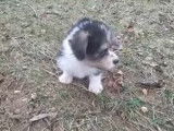 Un jeune Corgipoo surexcité de jouer dehors