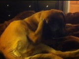 Cette Saint Bermastiff fait du bruit en se grattant la tête