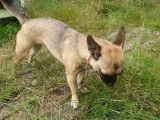 Un French Bullhuahua sort dans son jardin