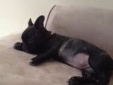Ce petit French Bullnese a le hoquet