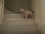 Ce Free-Lance Bulldog a peur des escaliers