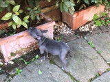 Une petite Frenchie Staff explore son jardin