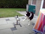 Ce Border Collie Britt tape sur sa gamelle