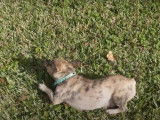 Un French Bullhuahua se roule dans l'herbe