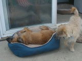 Un Doxie Cairn tourne dans son panier